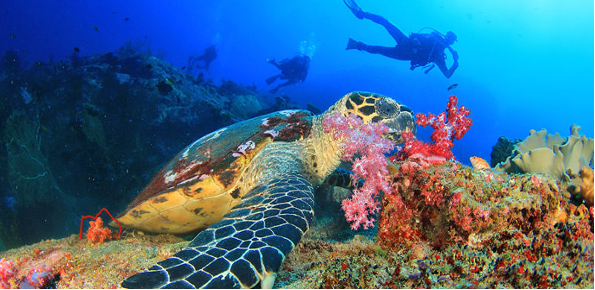 Scuba Diving In Phuket.