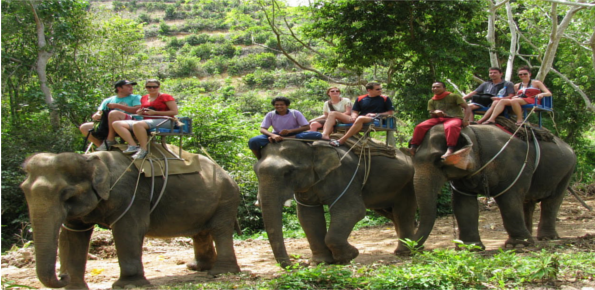 Elephant Trekking